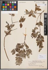 Salix bebbiana Sarg.